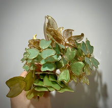 Load image into Gallery viewer, Clover Crown